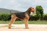 AIREDALE TERRIER 351